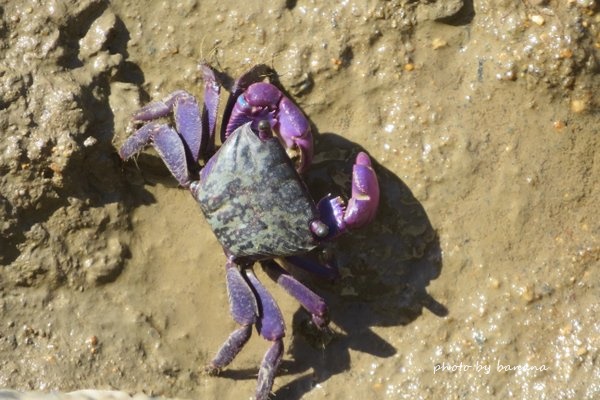 ケアンズ　エスプラネード　紫のカニ