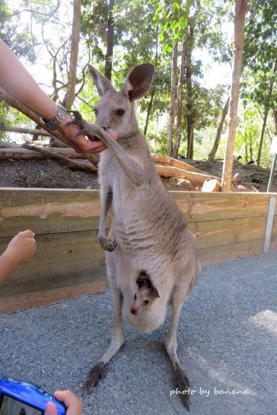 ワイルドライフ・ハビタット カンガルー餌付け Hand Feeds Kangaroos The Wildlife Habitat