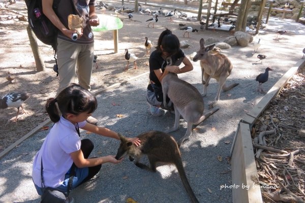 ワイルドライフ・ハビタット カンガルー餌付け Hand Feeds Kangaroos The Wildlife Habitat